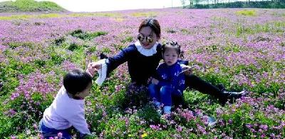 定了！黄州区路口镇第二届紫云英节30号开幕，11大主题活动闪耀花海