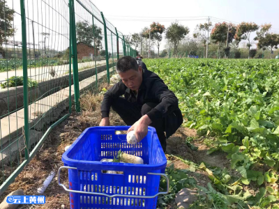 黄州：萝卜吃出“人参”味