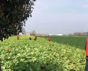 【战疫行动】黄州区新增6个农产品保供点
