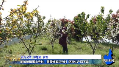 陈策楼镇雨山寺村：果园修剪正当时 防疫生产两不误