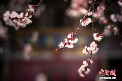谷雨丨雨生百谷，夏将至