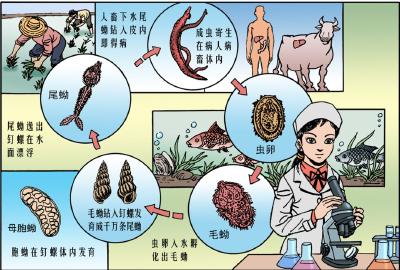 @黄州人，汛期到了，这个小虫一定要小心！