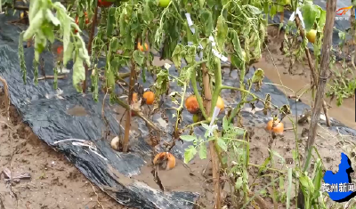 防汛一线⑨ | 黄州区农业部门积极应对暴雨洪涝灾害