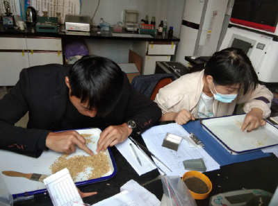黄州区开展2020年中晚稻谷收获质量调查和品质测报工作