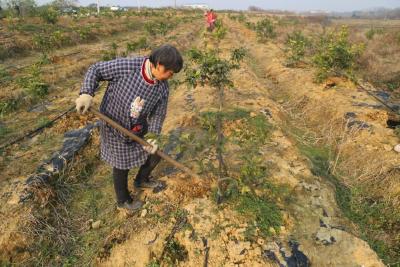 黄州望城村：瓜果飘香笑丰年 产业扶贫奔小康