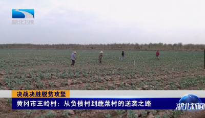 《湖北新闻》聚焦黄州王岭村：从负债村到蔬菜村的逆袭之路