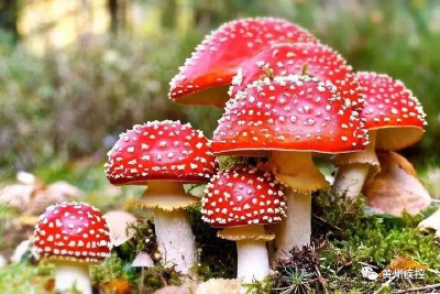 记住这些毒蘑菇的样子！切记不要采摘、买卖、食用