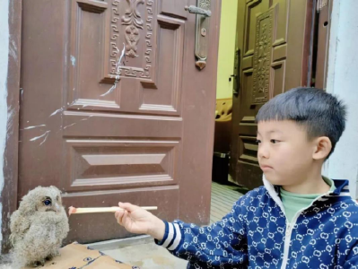 小学生杨奕救助国家二保动物领角鸮