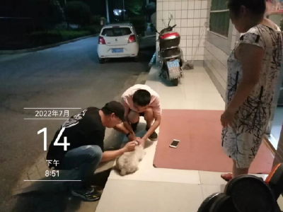 给“毛孩子们”上个安全险！城东社区开展狂犬疫苗接种活动