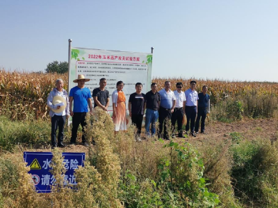 省专家到黄州区指导玉米高产攻关示范验收工作
