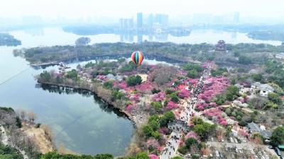 黄州区东坡庙会2023花季·梅园开园啦！