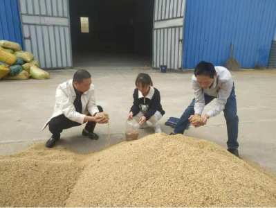 黄州区开展粮食质量安全风险监测工作