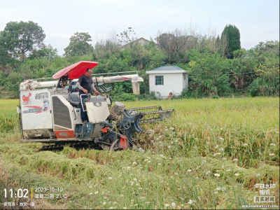 区农业农村局开展水稻收割督导检查工作