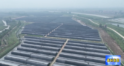 黄州区：果蔬喜迎丰收季 特色种植促增收