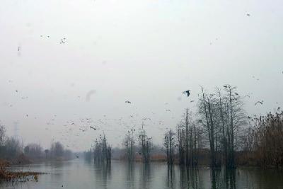 朱湖保护湿地鸟儿安全过年