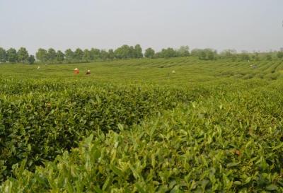 孝南区被农业部认定为第一批区域性茶叶良种繁育基地