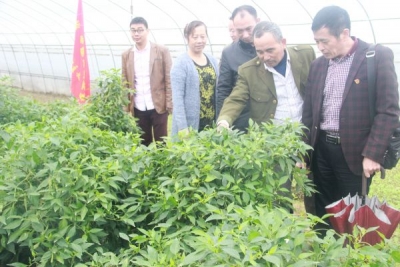 新华街道携手陡岗万安发展蔬菜经济