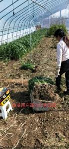 村干部包销作推介 贫苦户大蒜销得快