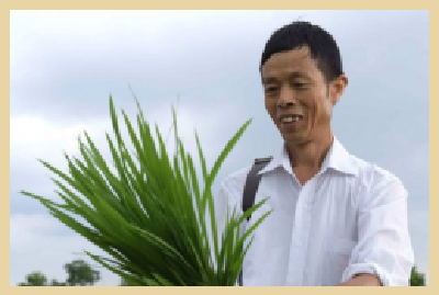 群英荟丨汤俭民：情有独“ 种” 稻花飘香