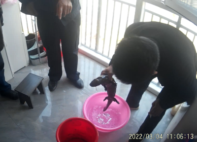 孝南：关爱水生动物 共建和谐家园