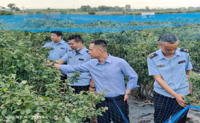 孝南：落实农产品质量安全承诺制度 确保蓝莓质量安全