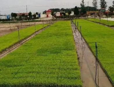 孝南卧龙乡：水稻智能化育秧 为农业生产提速