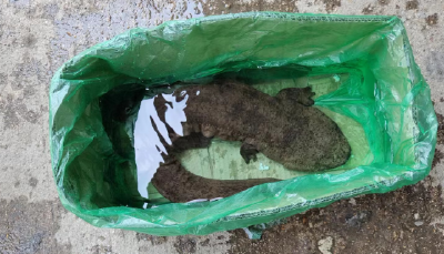 孝南成功救护国家二级水生野生动物——娃娃鱼