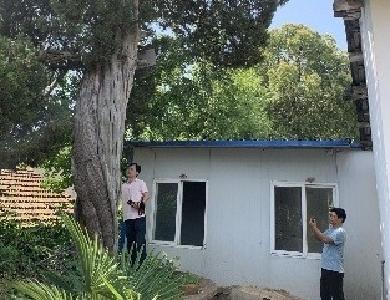 孝南区开展一级保护古树名木体检工作