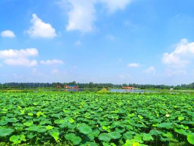 朱湖一套组合拳让水更清、草更绿、天更蓝