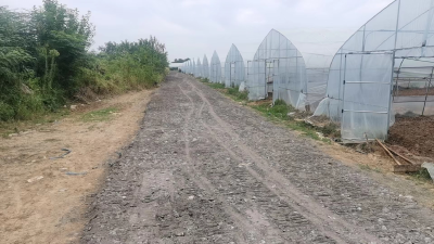 蔬菜大棚种出乡村振兴“致富路”