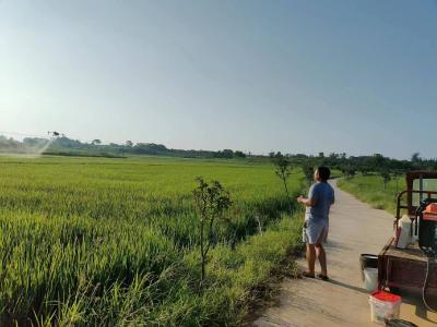 加强田间管理 助力秋粮丰收