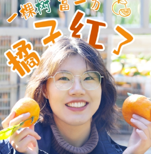 湖北襄阳：橘子红啦！小柑橘大市场 一棵树富一方