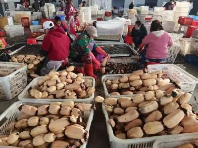 孝感孝南：加工赋能促升级 莲藕产业链再延伸