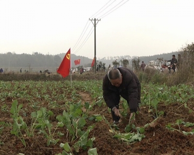 高桥：党员移栽油菜忙 助力脱贫攻坚战