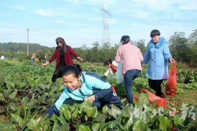 咸安区发展新型农业模式 加快改变市民“菜篮子”