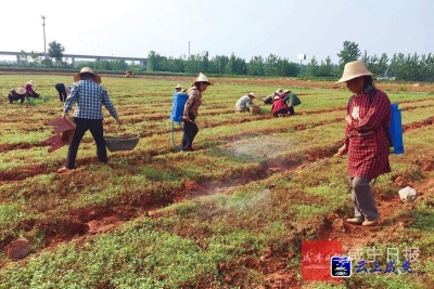 从农民毁麻到田间地头忙种麻——咸宁苎麻重拾自信
