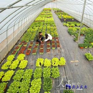 咸安：盆栽蔬菜俏市场