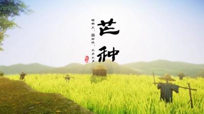 今日芒种