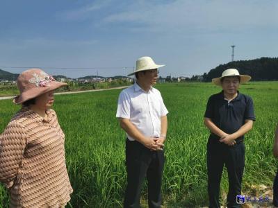 丁小强赴咸安区调研：全力做好防旱抗旱减灾工作