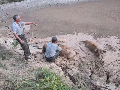 黄牛深陷泥塘 咸安民警成功解救