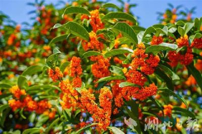 咸安：桂花香动万山秋