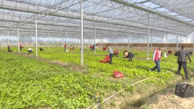 免费送菜苗  助力秋冬播