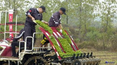 看！双溪桥镇机耕油菜“撬动”全区油菜生产