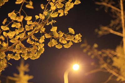 小小路灯 照亮居民回家路