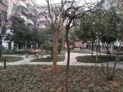 小区菜地变花园 居民欢乐迎新年