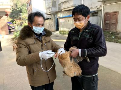 向阳湖镇：全面落实H5N1禽流感疫情防控工作