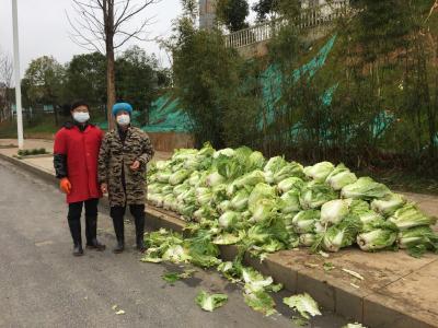 蔬菜“抗疫