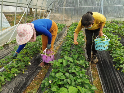 汀泗桥镇：复工复产 全力巩固脱贫成果