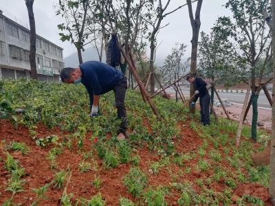 绿满桂花春意浓