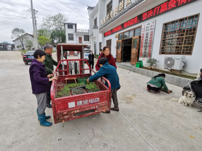 马桥镇为贫困户发放蔬菜秧苗